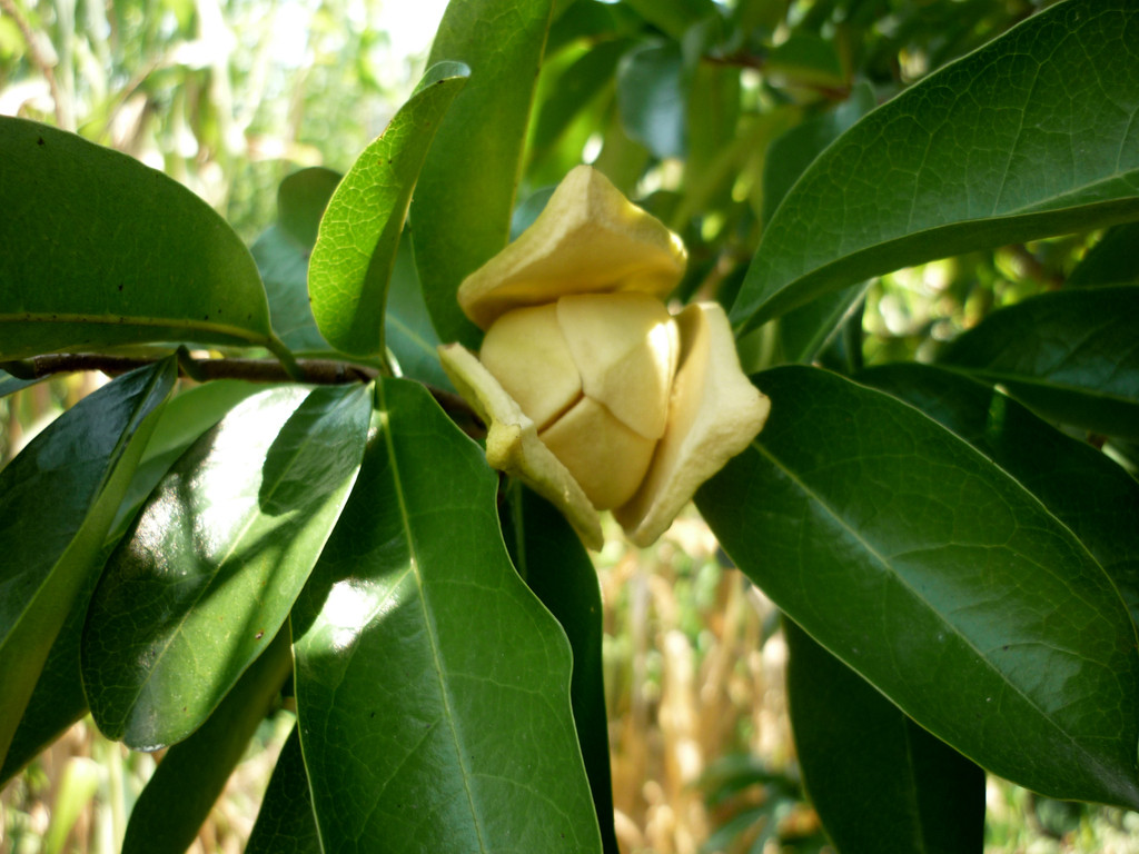 Árbol de Guanábana. Guanabanas Pulpa Fruta Hojas