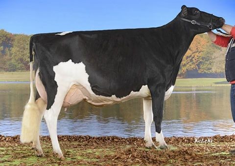 Schuwey Goldwyn Tiffany EX 92 2E (93 MS