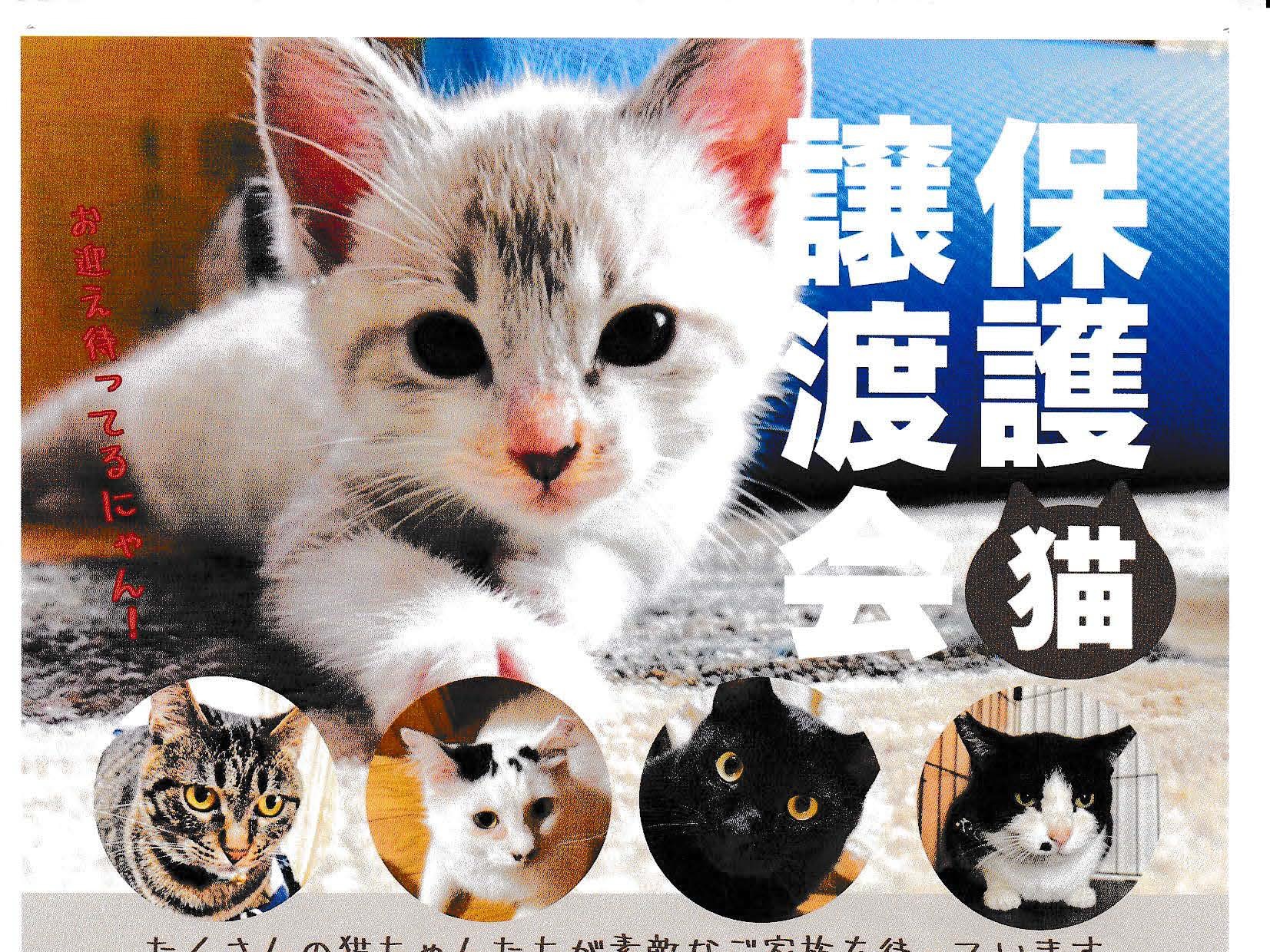 2026年6月14日（日）ねこさと譲渡会開催のお知らせ（終了しました）