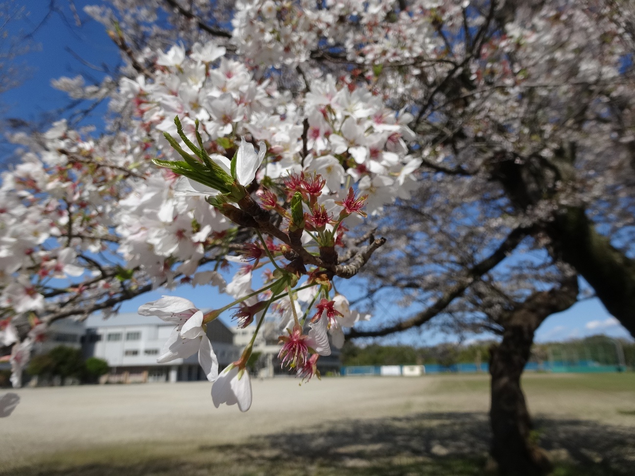 桜が咲いています