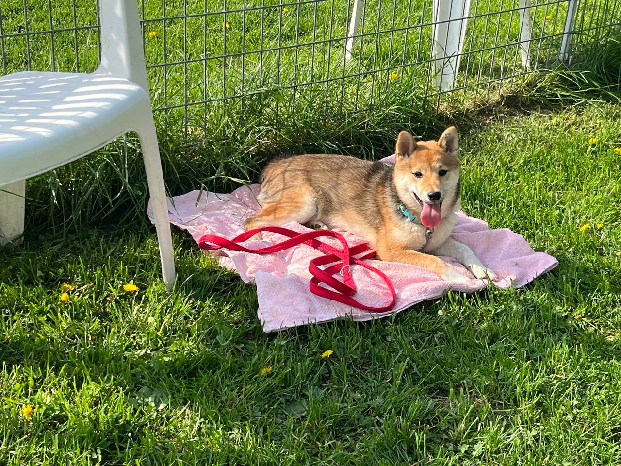 Platz-Training im Wechsel mit Freilauf
