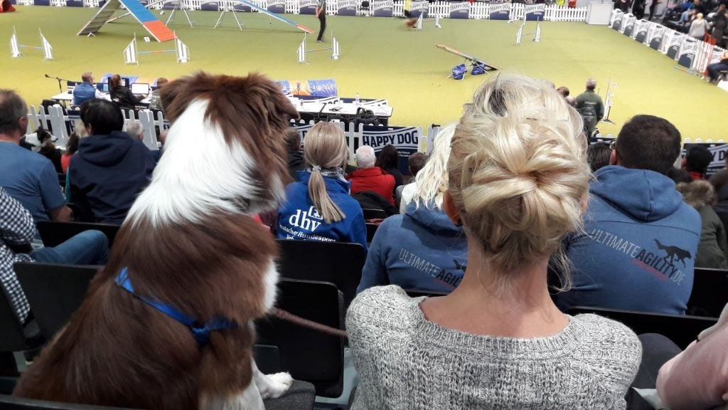 Zwei Beine, vier Pfoten, eine Macke: Warum wir eigentlich alle Hunde sind ;)