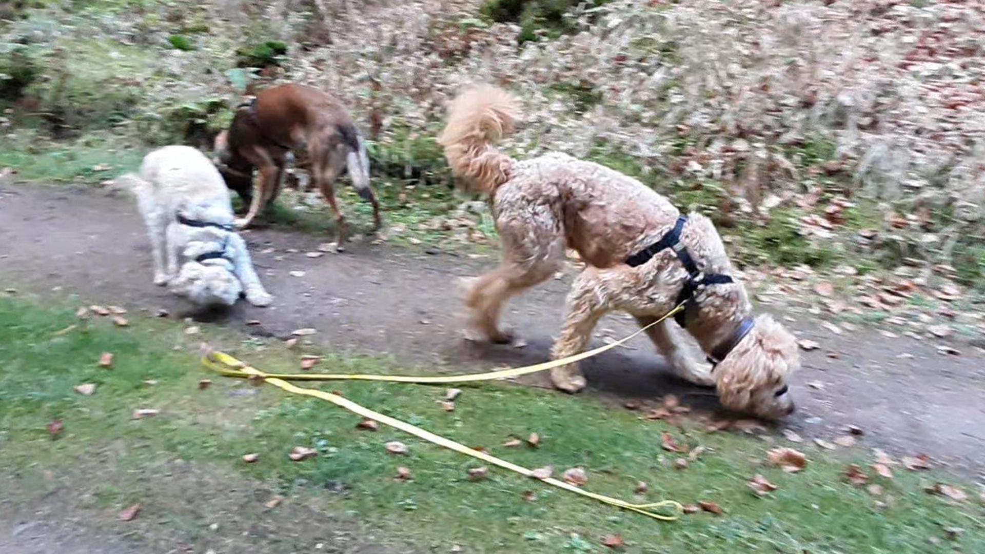Drei Hundekumpels suchen zusammen Futter