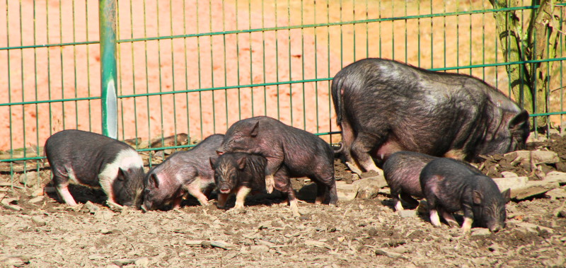 Zoo Neunkirchen