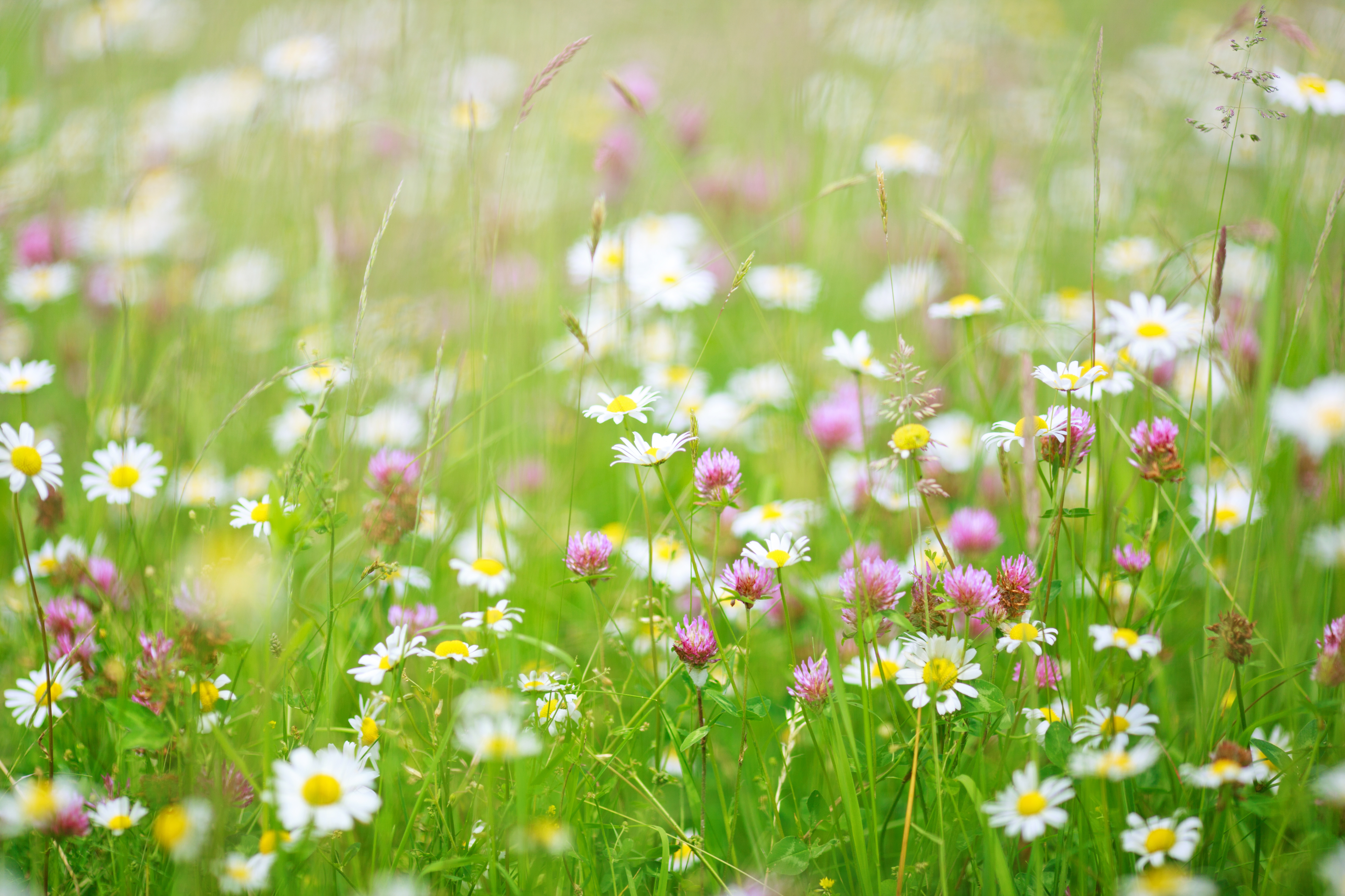 Kaninchen Erdnüsse Kaninchen Erdnüsse