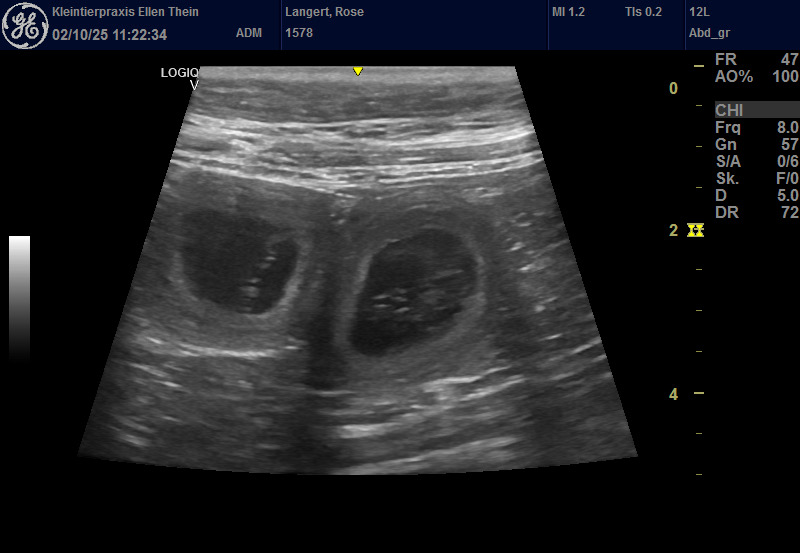 Rose ist tragend 🥰