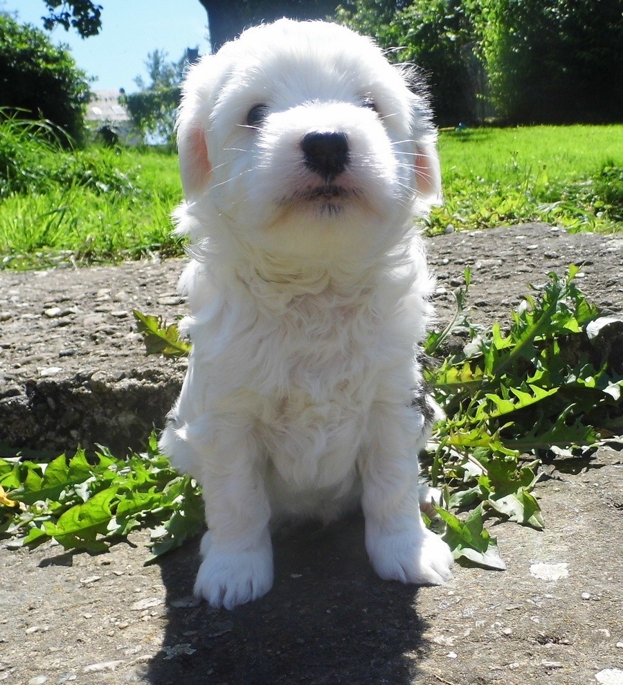 Totaler Knuffelhund Isaro