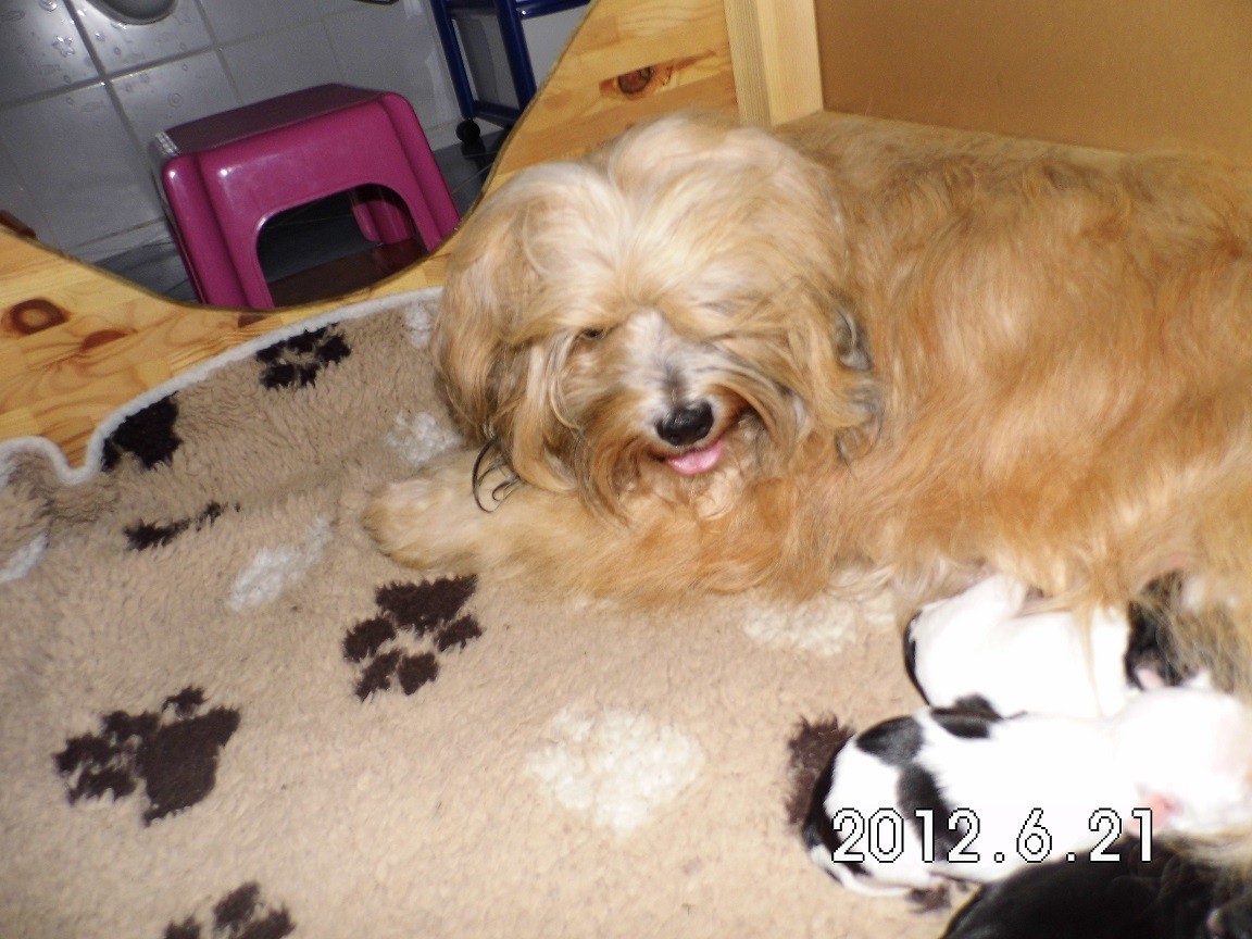 Stolze Mama Ruscha mit Babys