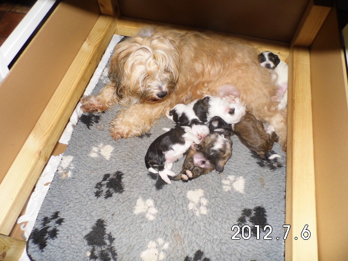 Stolze Mama Ruscha mit Babys
