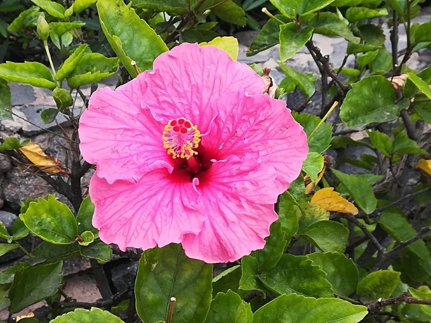Mohnblume