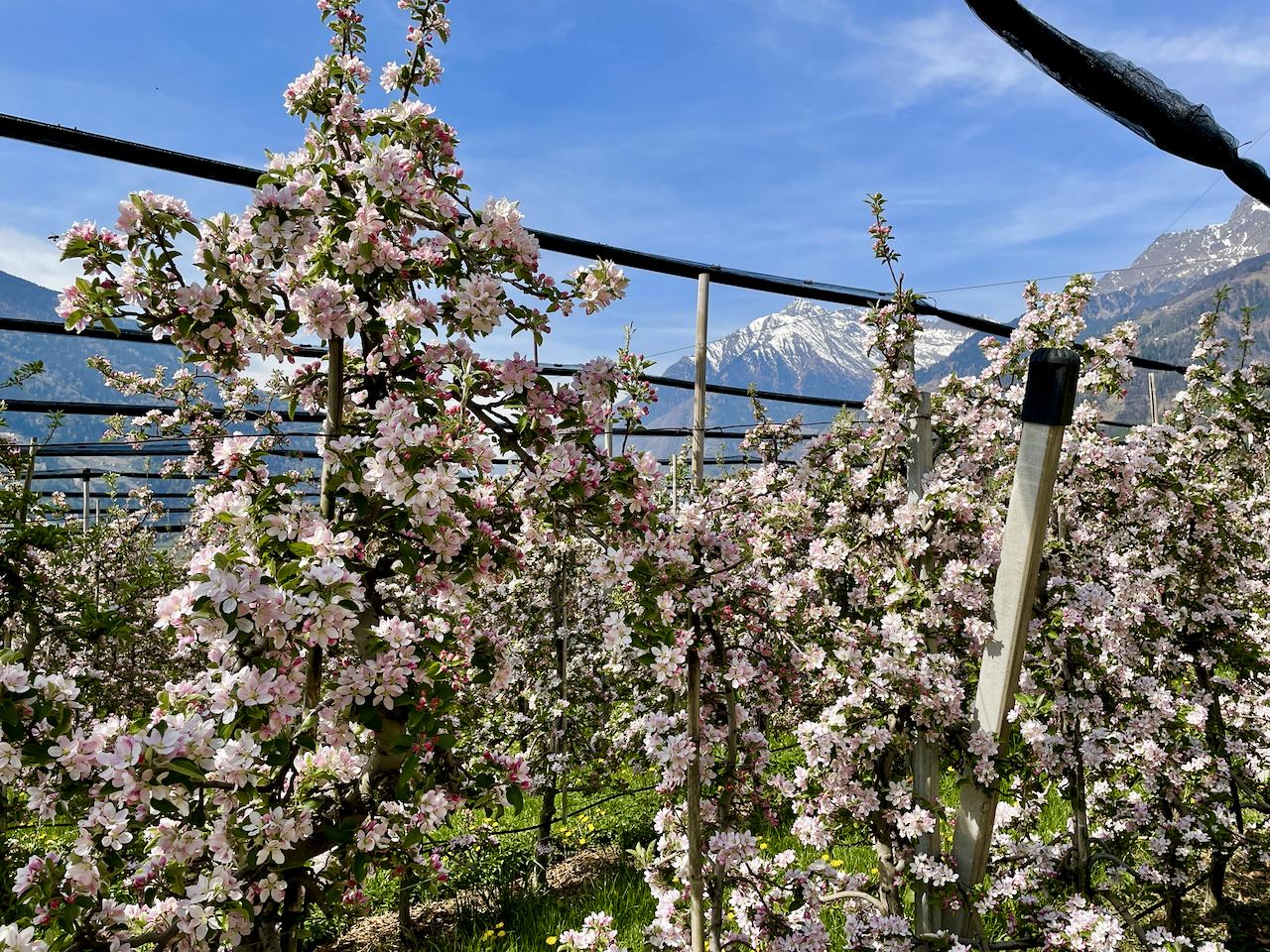 Tag 10, Dorf Tirol (6)