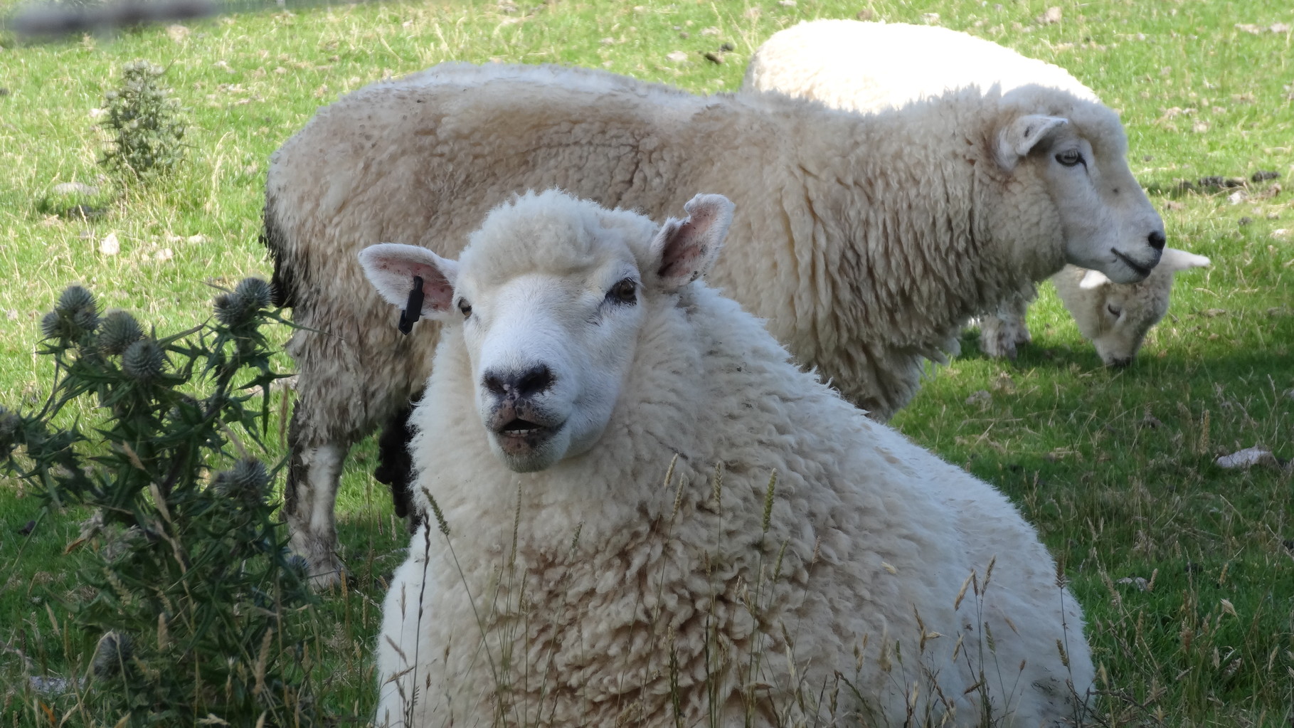 MARIONS LIEBLINGE