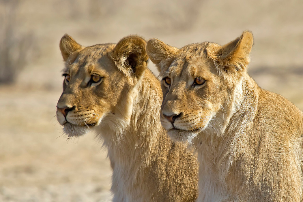 Löwen in Kgalagadi-NP