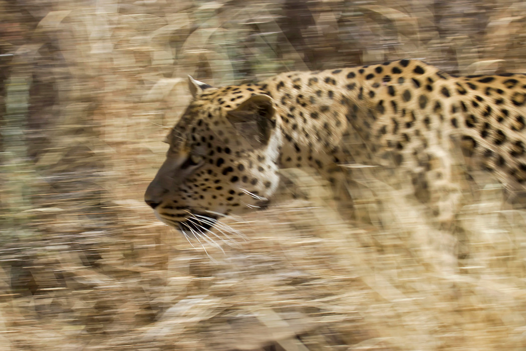 Leopard auf Futtersuche