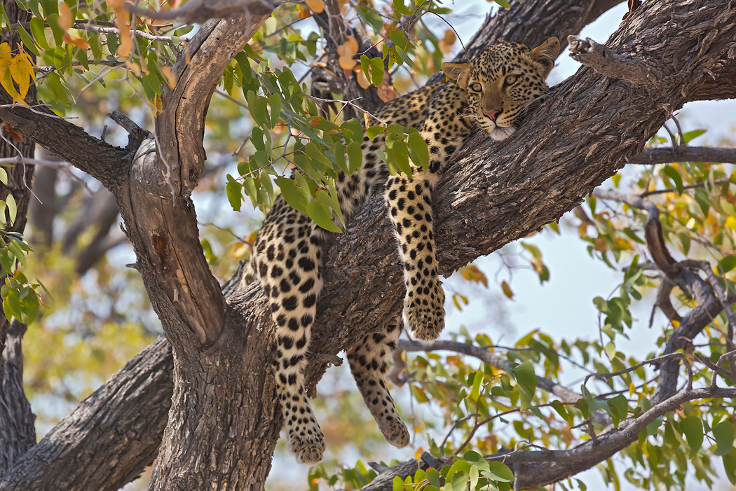 Hanging around in africa...