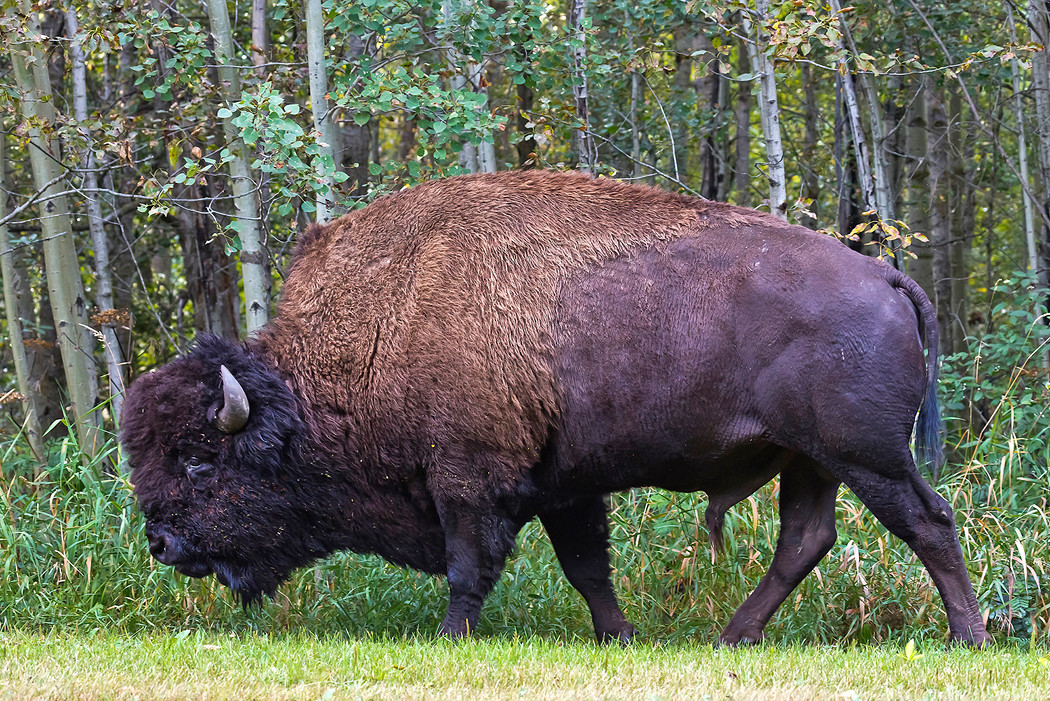 Ein kapitaler Bison 