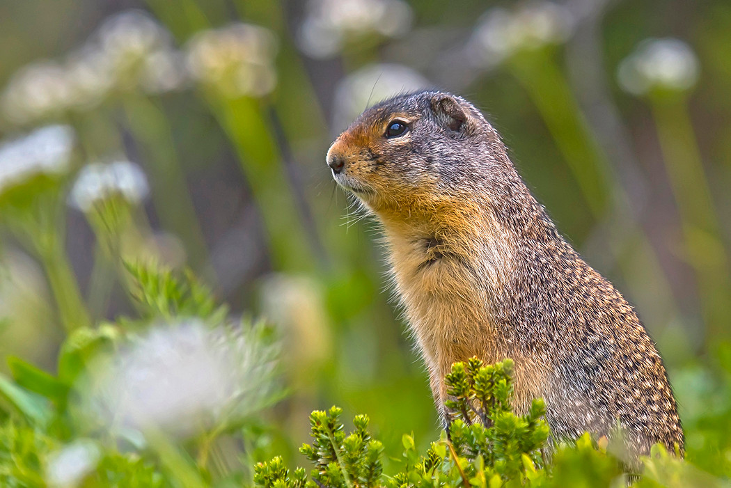 Ein Squirrel im Blumenmeer