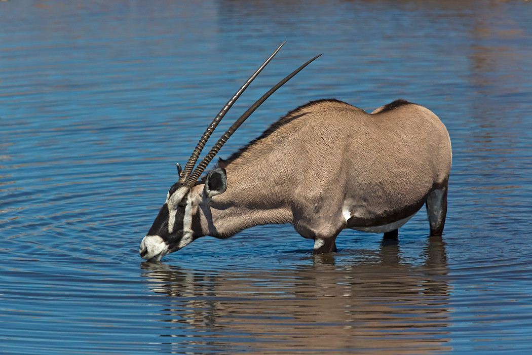 Oryx beim Trinken