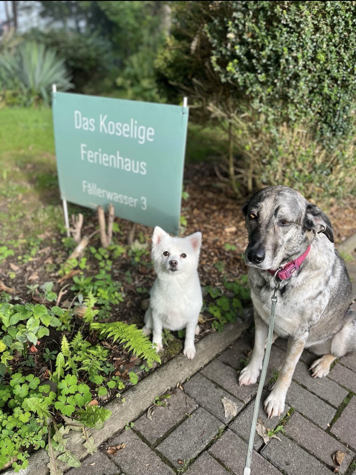 Auch Hunde sind im "Waldgarten" willkommen! 