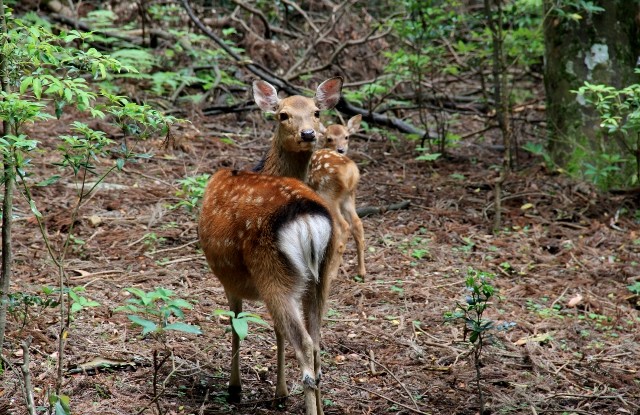 奈良公園　鹿