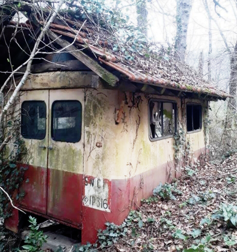 Dans les bois d'Hallencourt- Ph: Gérard Martelle