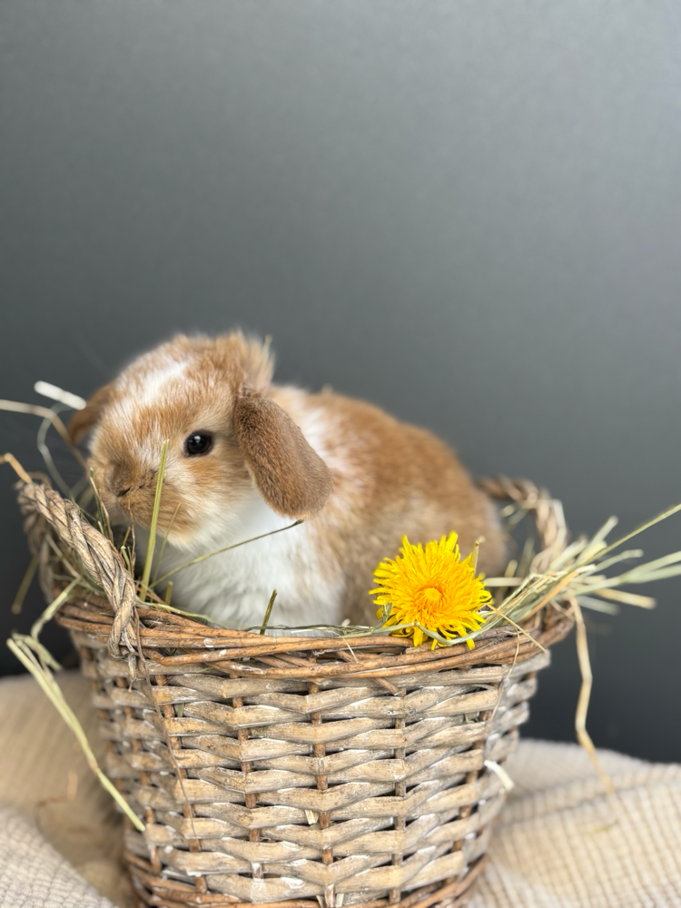Frohe Ostern