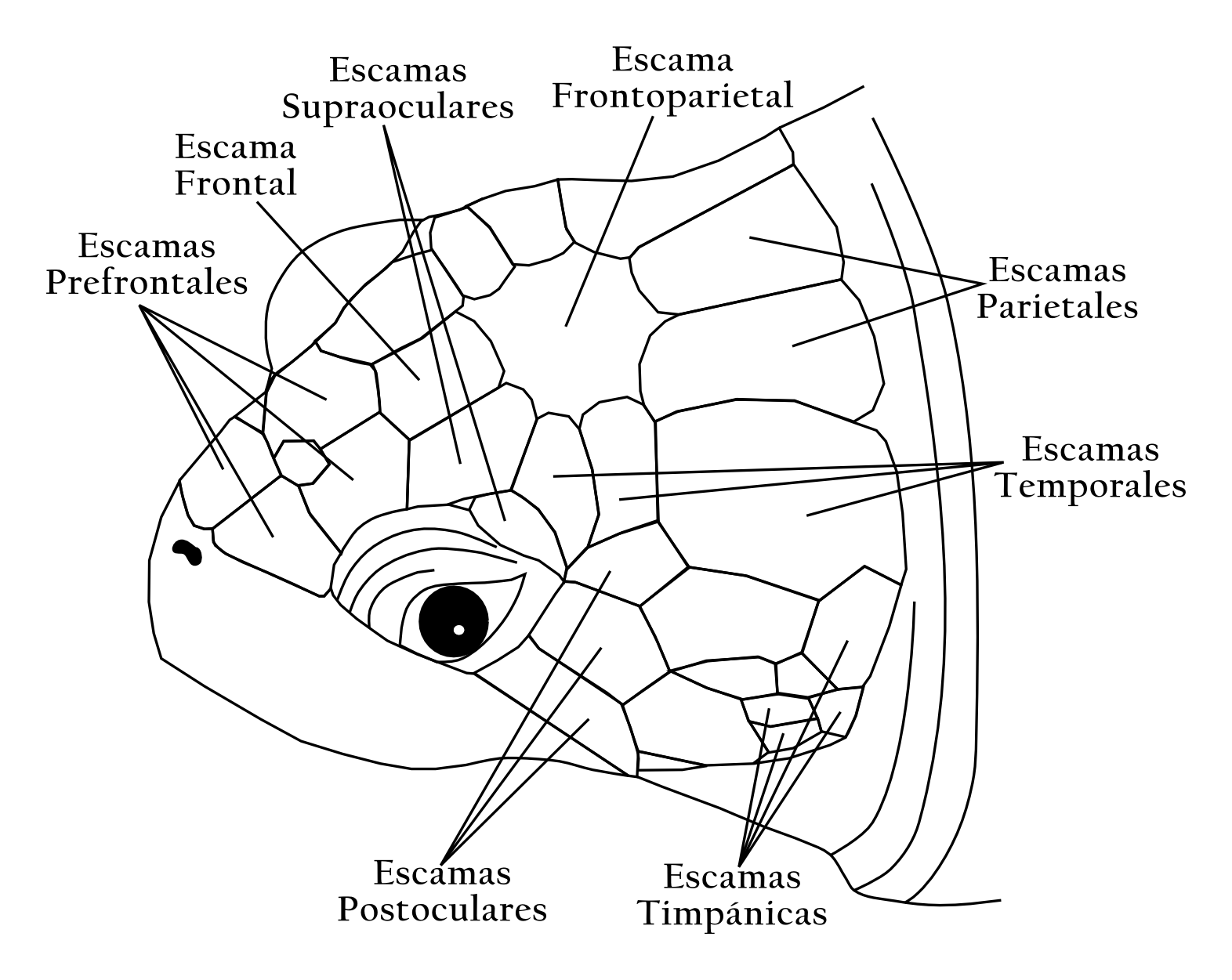 diagrama del ciclo de vida de la tortuga