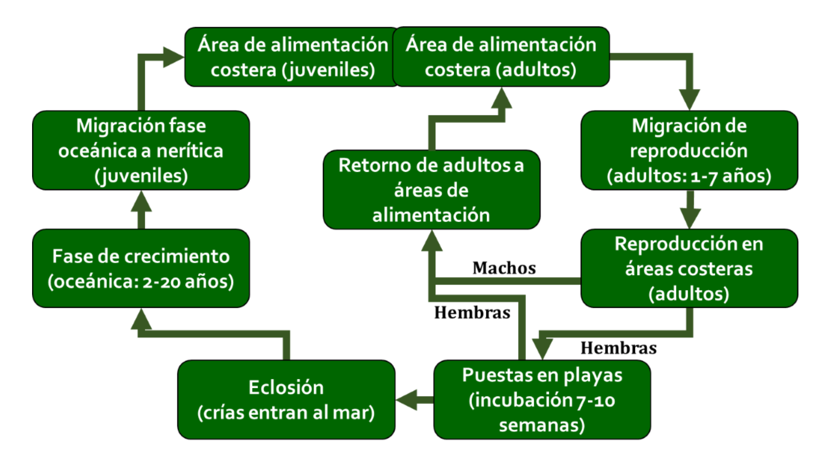 diagrama del ciclo de vida de la tortuga