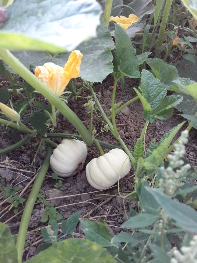 gedeiht 🌱