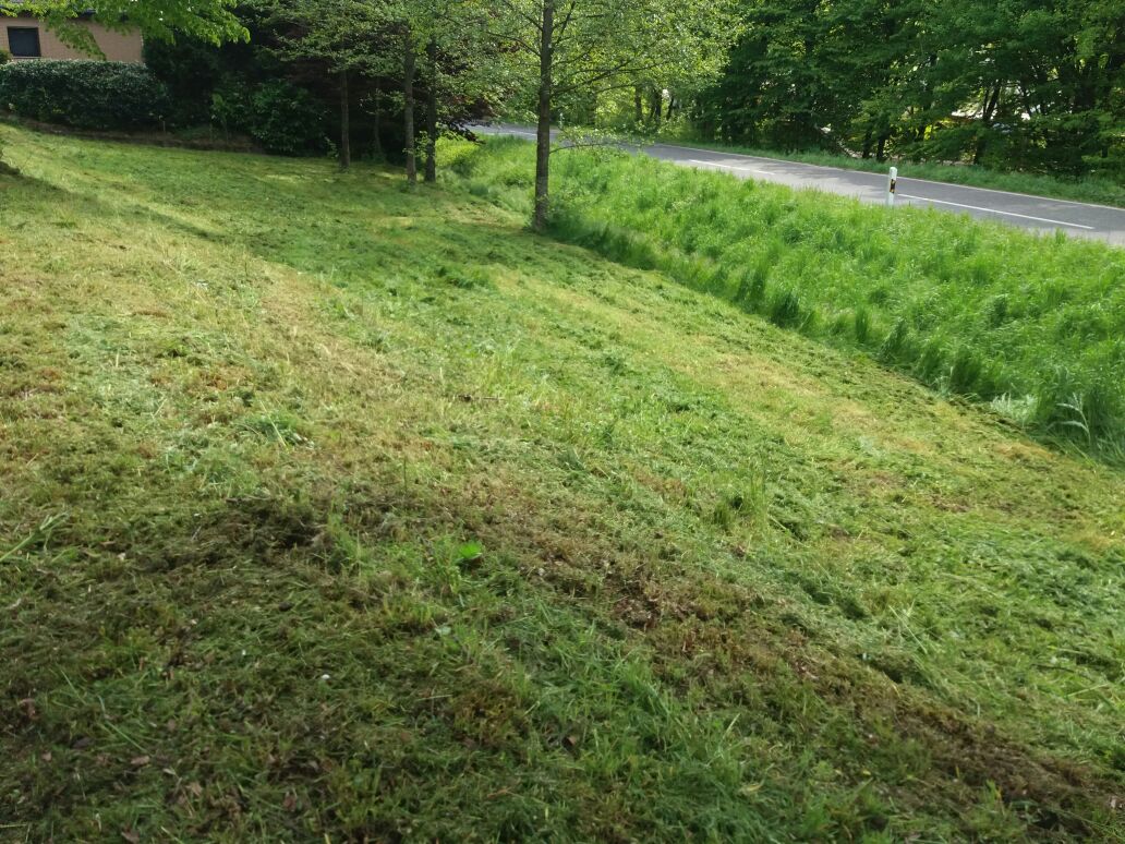 "städtische Wiese" von Steffen vorbildlich gemäht