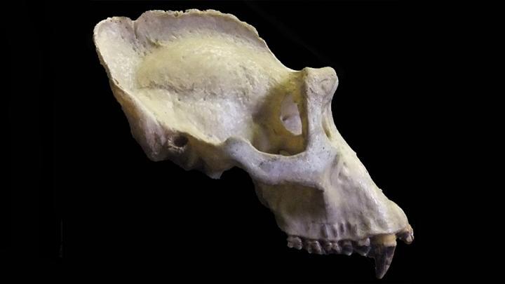 Skull of male gorilla with sagittal crest.  Photo credit: ANU.