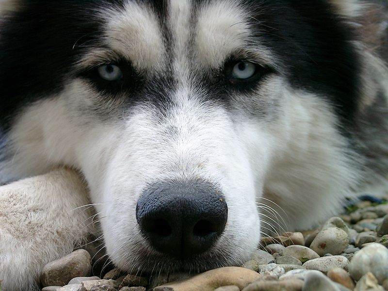 Photo of a modern Husky. Image from Wikimedia Commons: Author Bönisch.