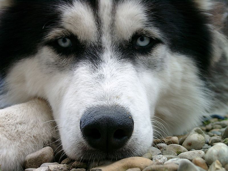 Photo of a modern Husky.  Image from Wikimedia Commons: Author Bönisch.