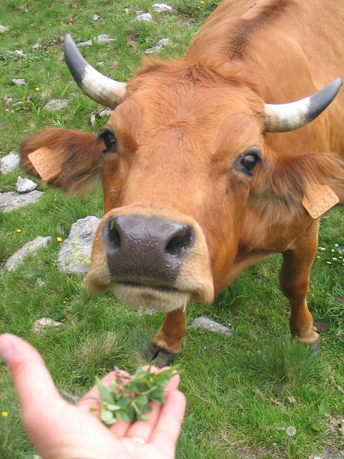 Tarine cow from the Savoyard mountain pastures
