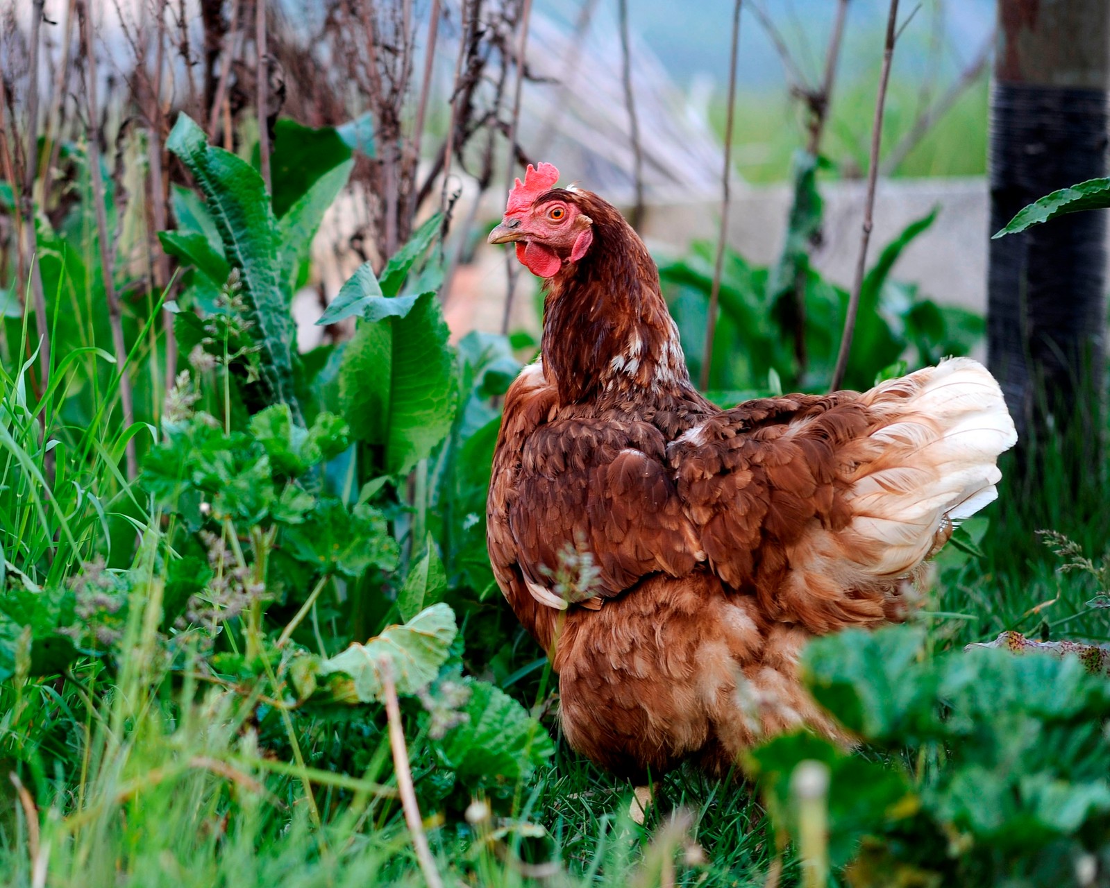 Und so sieht dann ein gerettetes Huhn aus, wenn es in Kleingruppen frei leben darf.