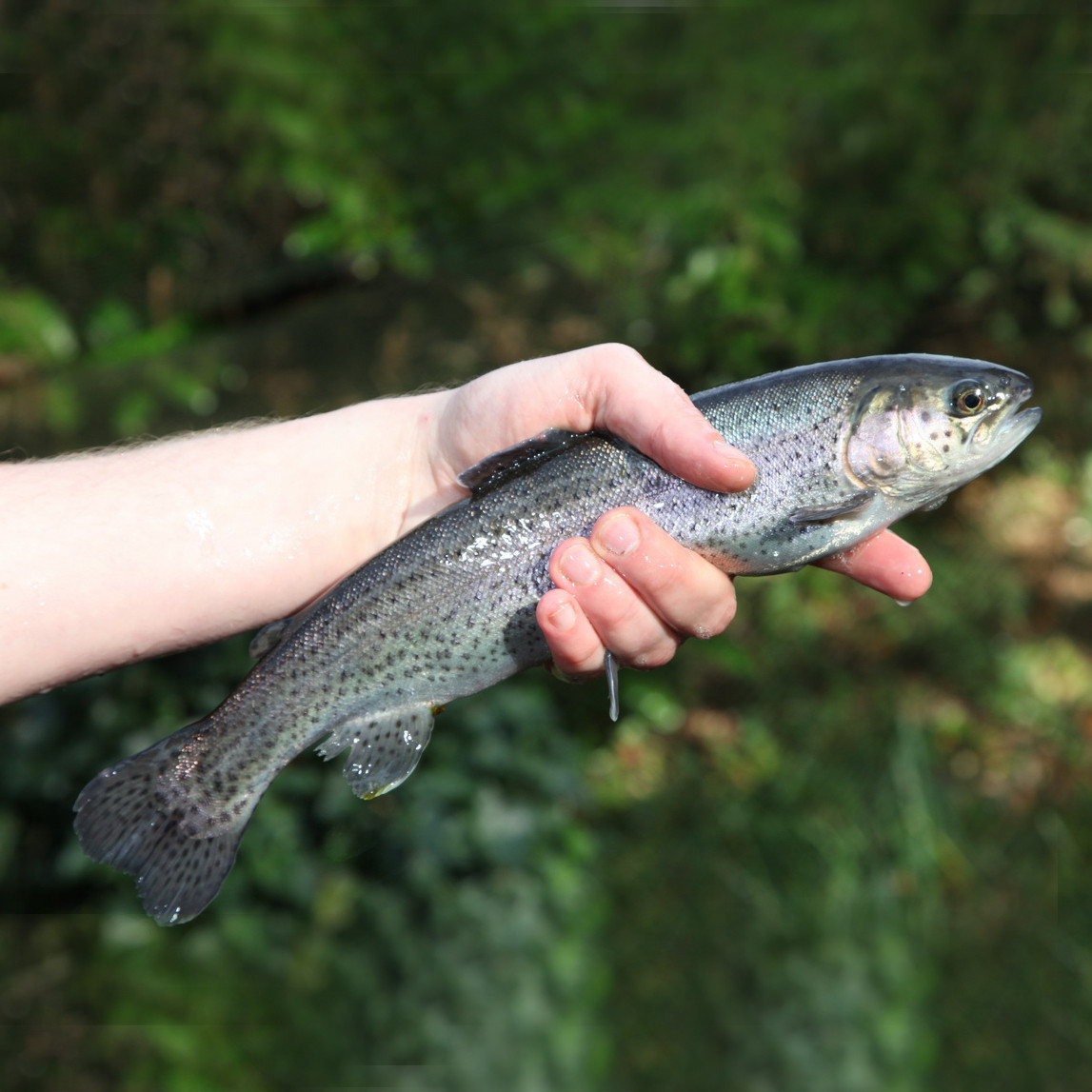 Fisch Stobbe Feines von WILD & FISCH Fisch Stobbe Feines von WILD & FISCH