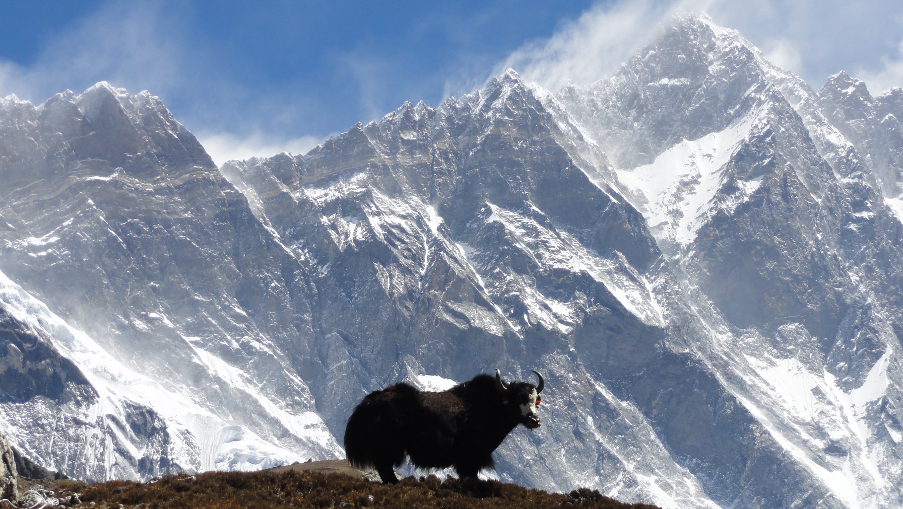 Yak vor Bergkulisse im Himalaya