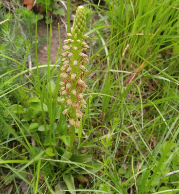 Ohnhorn (Orchidee) in der Steillage zwischen Rotenacker Wald und Leudelsbachtal