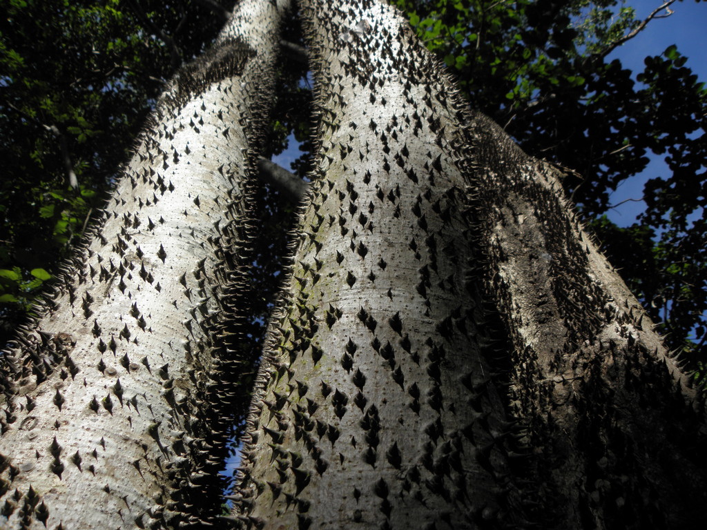 Ankarafantsika National Park, Madagascar