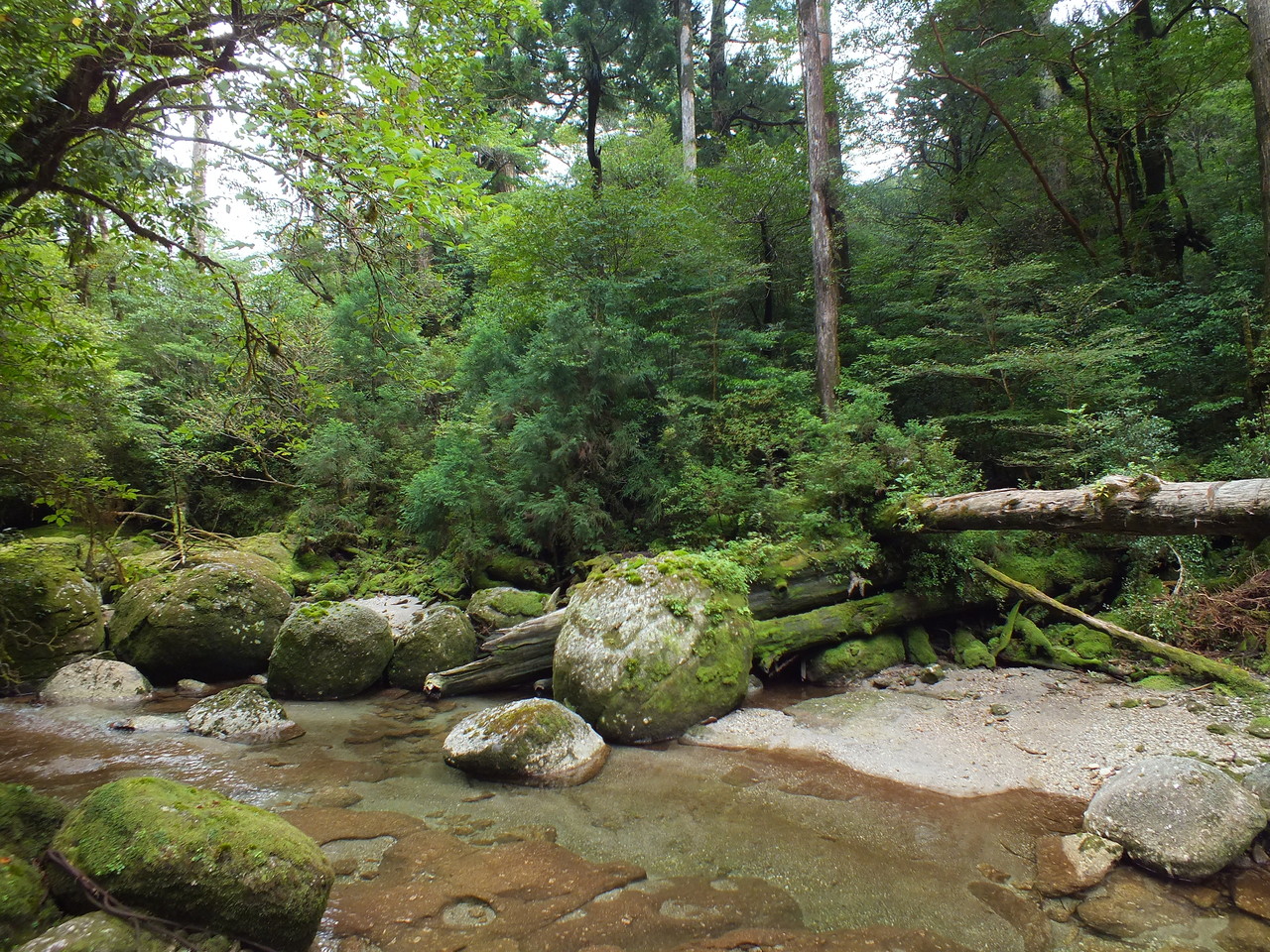 安房、屋久島