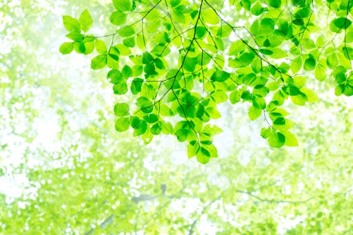 施術コースのご説明と価格 大阪 京都 神戸 ゲイ バイ男性のためのオイルマッサージ 涼 SUZUSHI