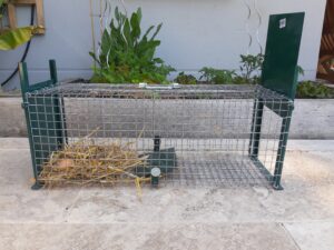 piège de capture pour rat