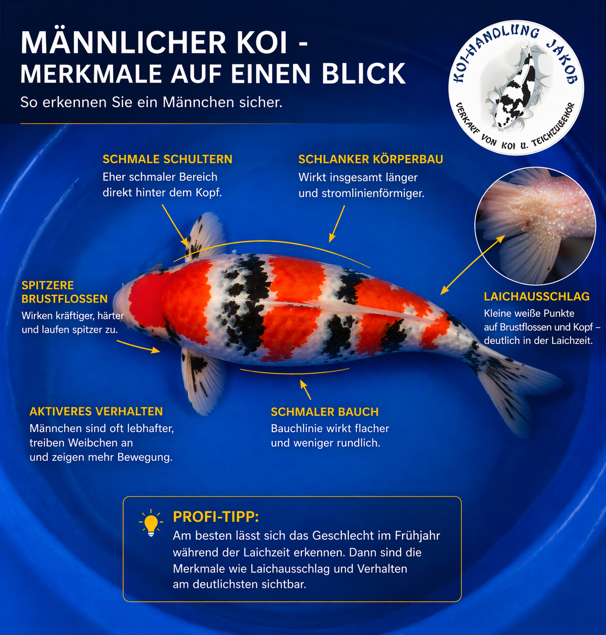 Männlicher Koi erkennen – die wichtigsten Unterschiede zum Weibchen