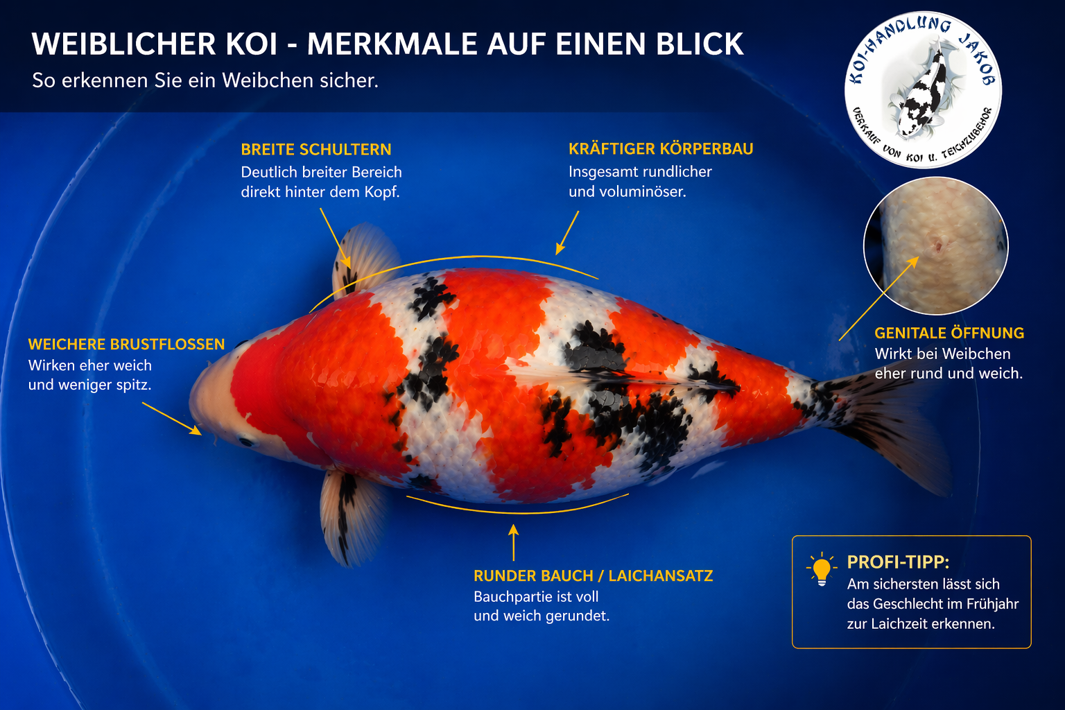 Weiblicher Koi erkennen – so unterscheiden Sie sicher