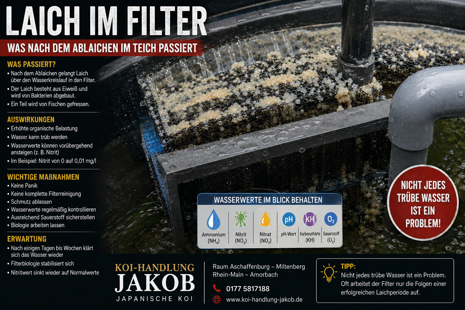 Laich im Filter – was nach dem Ablaichen im Koiteich passiert
