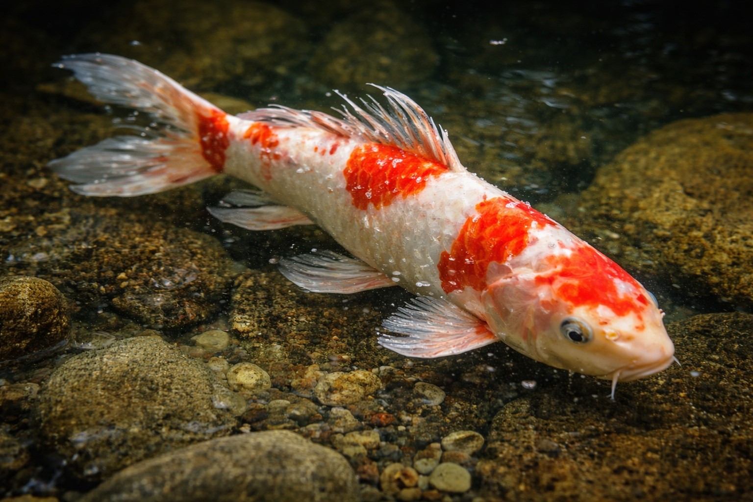 Koi-Gesundheit und Krankheiten