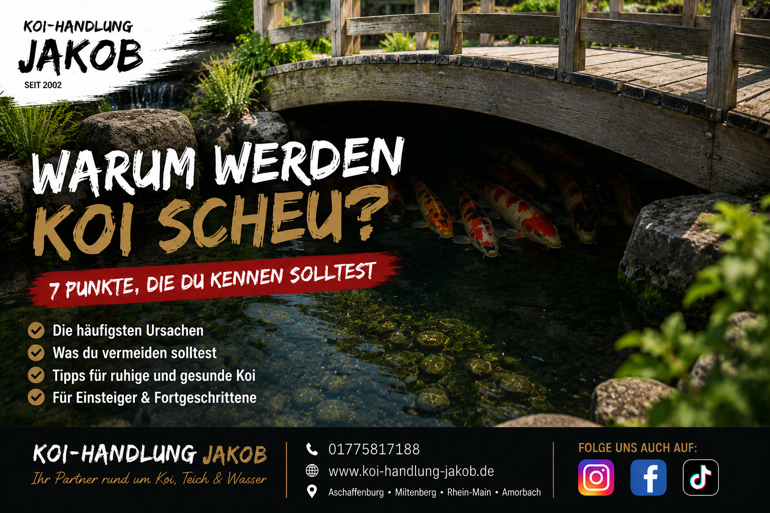 Warum werden Koi scheu? 7 häufige Ursachen, die viele Teichbesitzer übersehen