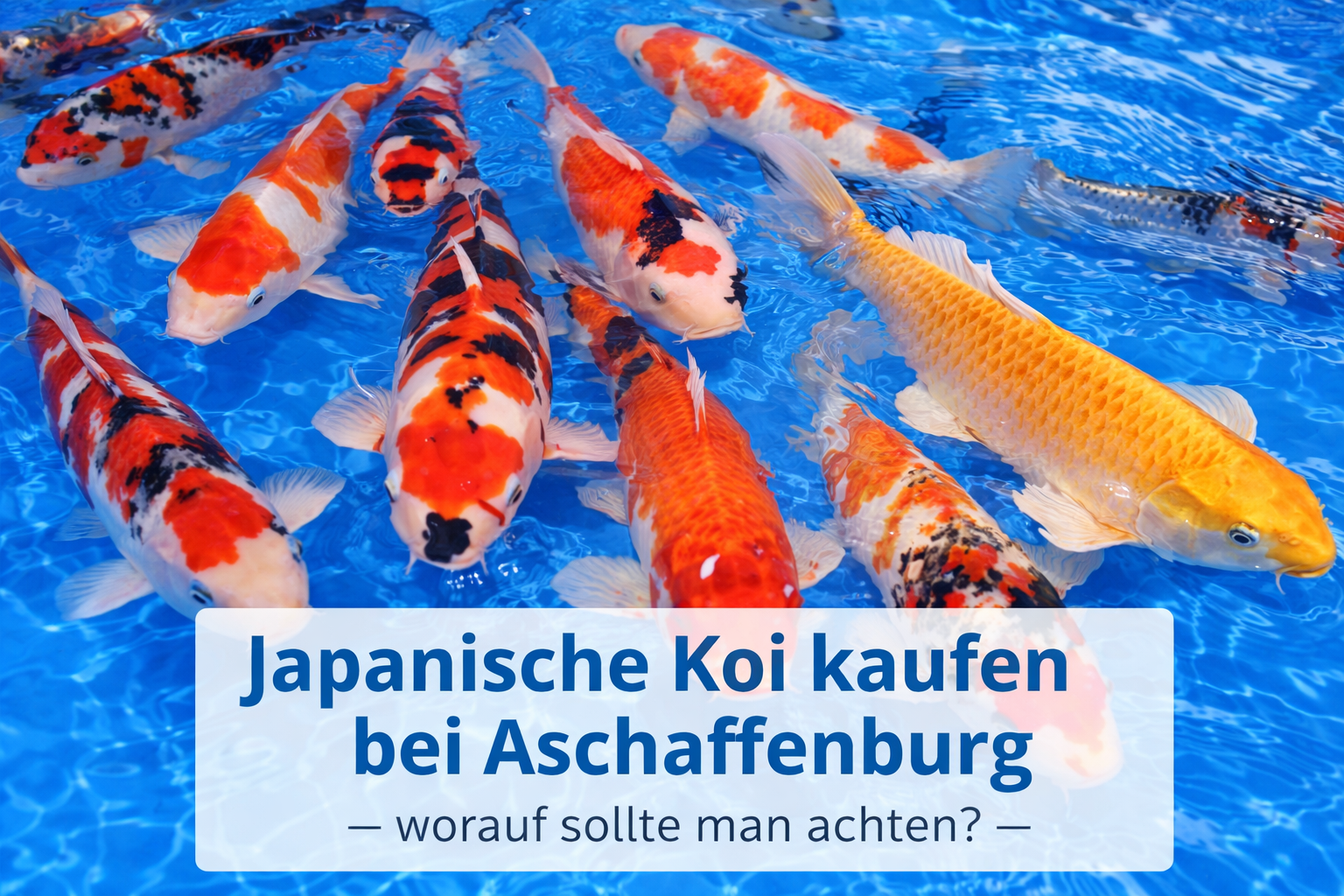 Welche Koi sind für Anfänger geeignet?