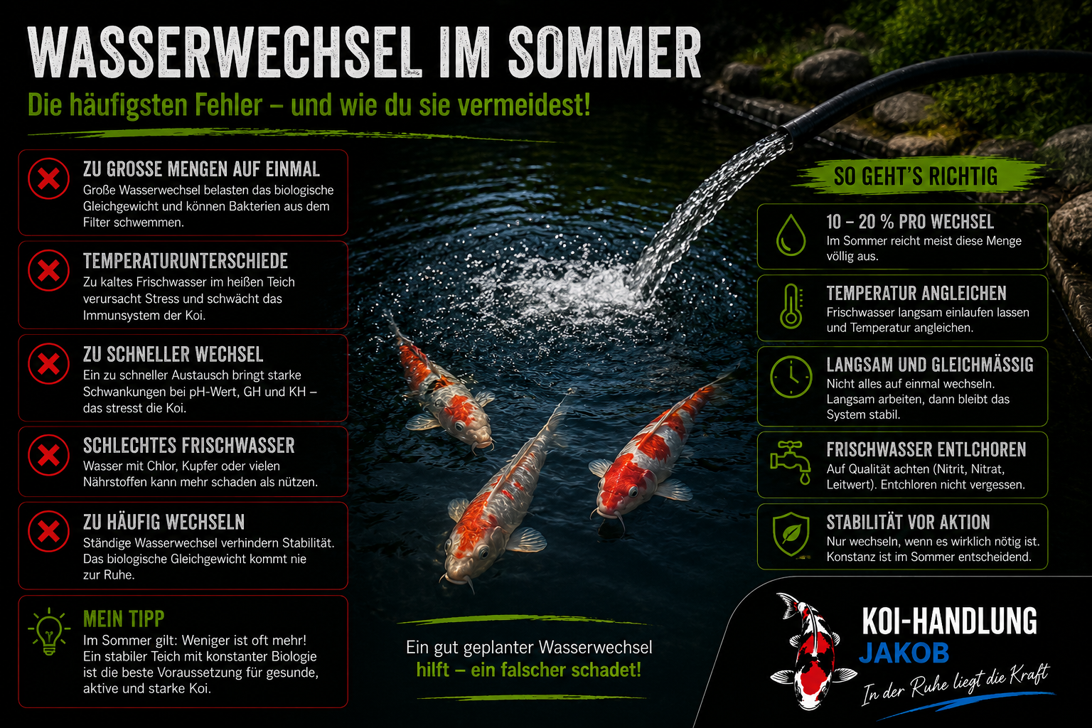Wasserwechsel im Sommer – diese Fehler können für Koi schnell gefährlich werden