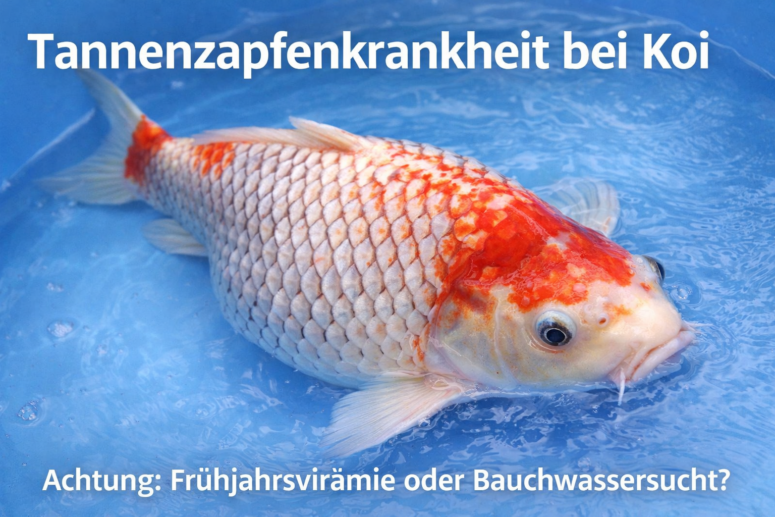 Tannenzapfenkrankheit beim Koi – Frühjahrsvirämie oder Bauchwassersucht?